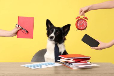 Tatlı Border Collie köpeği ve sarı arka planda bir şeyler olan kadın elleri. Zaman yönetimi kavramı