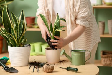 Evdeki masanın yanında sansevieria bitkisi nakleden güzel bir genç kadın.