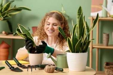 Farklı aletleri olan güzel genç bir kadın evdeki masanın yanında sansevieria bitkisi naklediyor.