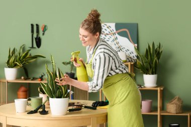 Önlüklü genç bir kadın evdeki masanın yanındaki sansevieria bitkisine su püskürtüyor.