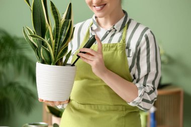 Önlüklü güzel bir kadın Sansevieria fabrikasıyla ilgileniyor.