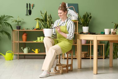 Önlüklü güzel bir kadın Sansevieria bitkisiyle ilgileniyor.