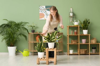 Önlüklü genç bir kadın Sansevieria bitkisini suluyor.