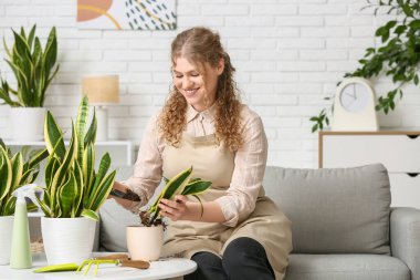 Evinde sansevieria bitkisi nakleden önlüklü güzel bir kadın.