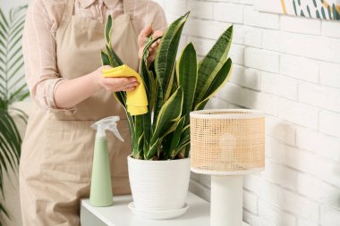 Evinde Sansevieria bitkisinin yapraklarını silip temizleyen güzel bir genç kadın.