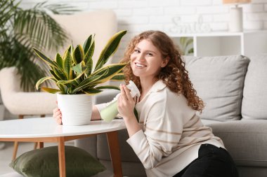 Evdeki sansevieria bitkisini sulayan sprey şişeli güzel bir genç kadın.