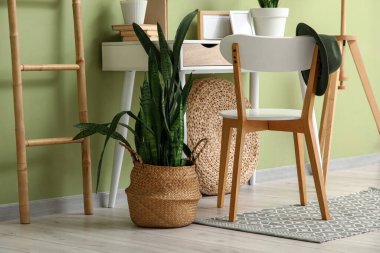 Sansevieria fabrikası ofis masasının yanında.