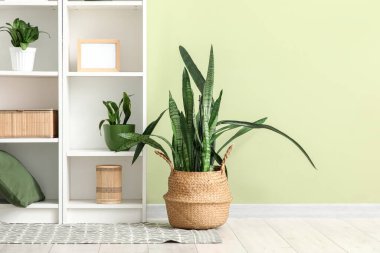 Sansevieria 'lı raf ünitesi odada yeşil duvarın yanında.