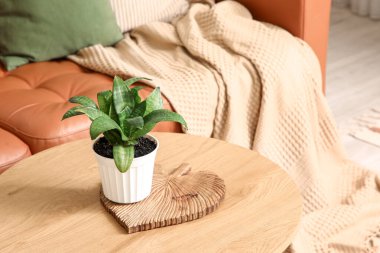 Oturma odasındaki küçük Sansevieria fabrikası, yakın plan.