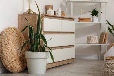 Sansevieria fabrikası, aydınlatma odasındaki çekmecelerin yanında.