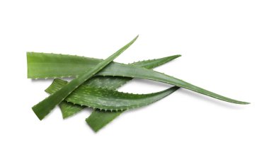 Taze Aloe vera yaprakları beyaz arkaplanda izole edilmiş