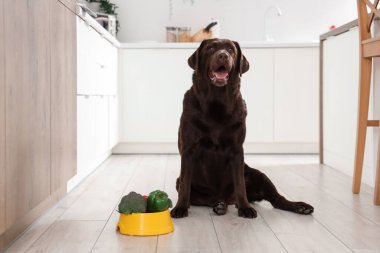 Mutfakta yerde sebzelerle beslenme kabının yanında şirin Labrador köpeği.