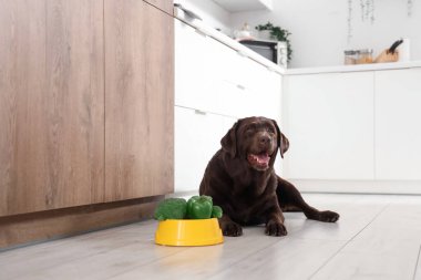 Şirin Labrador köpeği mutfakta yerde sebzelerle beslenme kabının yanında yatıyor.