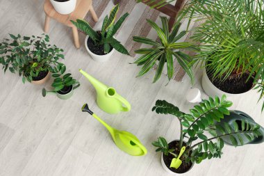 Odada yeşil bitkilerle dolu su bidonları, üst manzara.