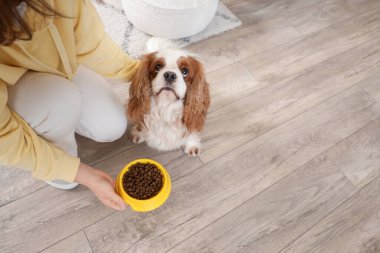 Kadın süvari kralı Charles Spaniel 'i evde kuru yiyecekle besliyor.