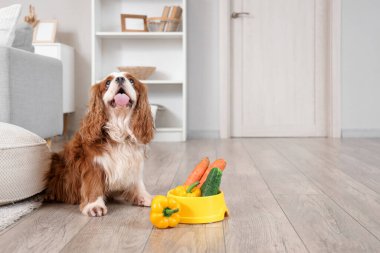Şirin şövalye Kral Charles evinde sebze kasesinde spaniel besliyor.