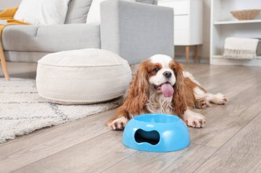 Şirin süvari Kral Charles spanyel mavi yemek kasesiyle evde yerde yatıyor.