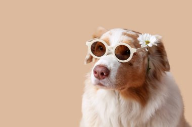 Güneş gözlüklü şirin Avustralya çoban köpeği. Bej arka planda çiçek var.
