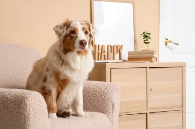 Tatlı Avustralyalı çoban köpeği oturma odasındaki bej duvarın yanında oturuyor.