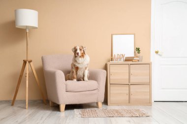 Tatlı Avustralyalı çoban köpeği oturma odasındaki bej duvarın yanında oturuyor.