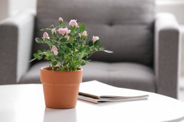 Oturma odasındaki kahve sehpasının üzerindeki çaydanlıkta güzel pembe bir gül. Yakın çekim.