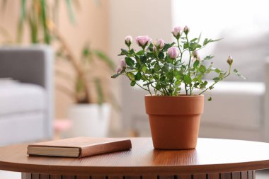 Oturma odasındaki kahve sehpasının üzerindeki çaydanlıkta güzel pembe bir gül. Yakın çekim.