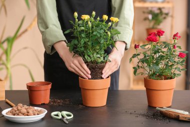 Eve gül eken bir kadın. Yakın çekim.