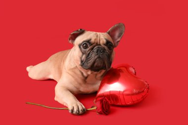 Kalp şeklinde balonu ve kırmızı arka planda gülü olan sevimli Fransız bulldog 'u. Sevgililer Günü kutlaması