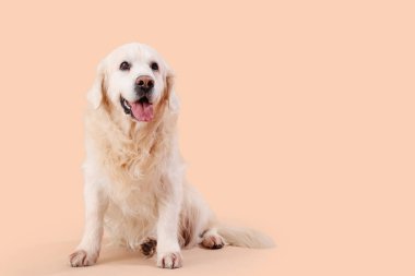 Bej arka planda şirin Labrador köpeği