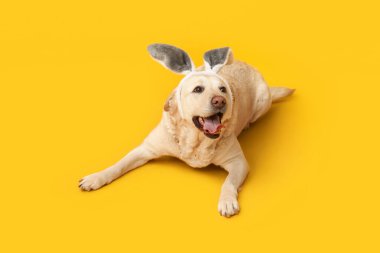 Sarı arka planda Paskalya tavşan kulaklı komik Labrador köpeği.