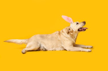 Sarı arka planda Paskalya tavşan kulaklı komik Labrador köpeği.