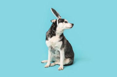 Mavi arka planda tavşan kulaklı şirin Husky köpeği. Paskalya kutlaması