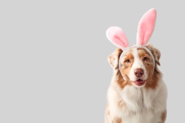 Hafif arka planda tavşan kulaklı şirin Avustralya çoban köpeği, yakın plan. Paskalya kutlaması