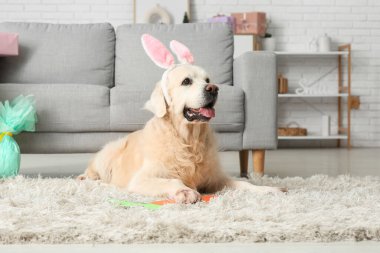 Paskalya günü evde yatan tavşan kulaklı şirin Labrador köpeği.