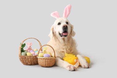 Paskalya yumurtaları açık arkaplanda duran tavşan kulaklı şirin Labrador köpeği.