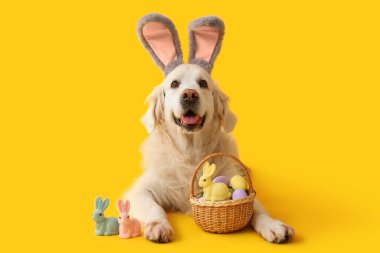 Paskalya yumurtaları ve sarı arka planda duran oyuncak tavşanlarla tavşan kulaklı şirin Labrador köpeği.