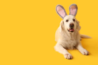 Sarı arka planda yatan tavşan kulaklı şirin Labrador köpeği. Paskalya kutlaması