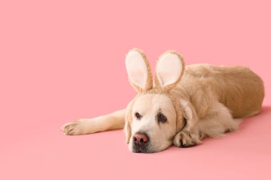 Pembe arka planda yatan tavşan kulaklı şirin Labrador köpeği. Paskalya kutlaması