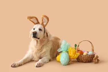 Paskalya sepetiyle tavşan kulaklı şirin Labrador köpeği ve bej arka planda hediye yumurtaları.