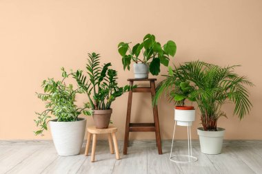 Stools with green plants near beige wall in room