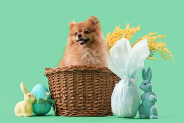 Sepetinde Paskalya tavşanları ve yeşil arka planda yumurtaları olan sevimli Pomeranya köpeği.