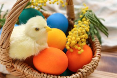Sepette Paskalya yumurtası, ahşap masada tavuk ve mimoza.