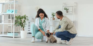 Pug Dog 'un sahibi klinikteki veterineri ziyaret ediyor.
