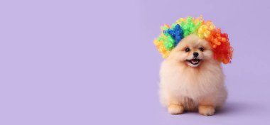 Palyaço peruğu takmış, eflatun arka planda sevimli, mesaj için yeri olan bir köpek. 1 Nisan şakası