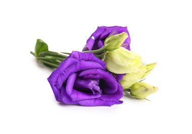 eustoma çiçekleri beyaz zemin üzerine