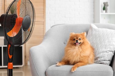 Oturma odasındaki koltukta elektrikli vantilatörlü şirin Pomeranya tükürüğü.