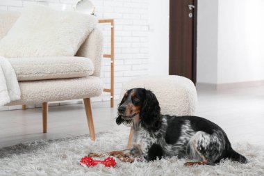 Tatlı cocker spaniel oyuncağıyla oturma odasında pofuduk halıda yatıyor.