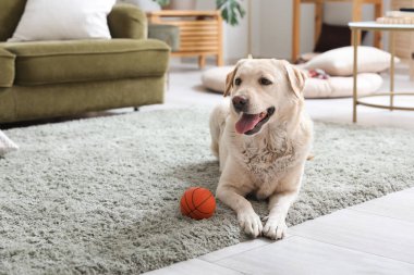 Tatlı Labrador köpeği oturma odasında halıya uzanıp evcil oyuncaklarla oynuyor.