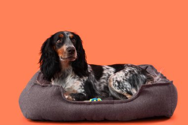 Tatlı cocker spaniel, turuncu arka planda evcil hayvan yatağında yatıyor.
