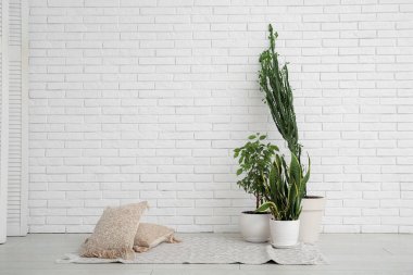 Beyaz tuğla duvarın yanında ev bitkileri olan büyük kaktüs.